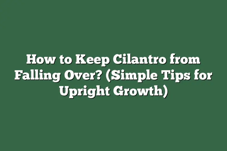 How to Keep Cilantro from Falling Over? (Simple Tips for Upright Growth ...