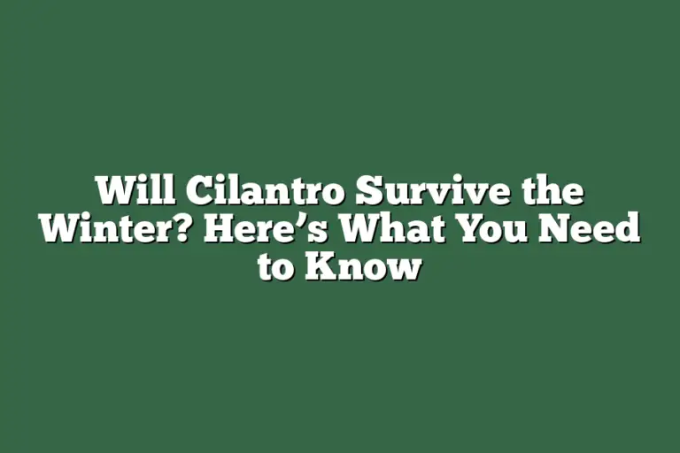 Will Cilantro Survive The Winter? Here’s What You Need To Know – Herb 