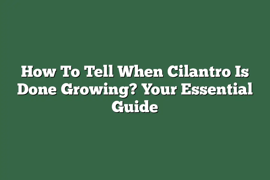 How To Tell When Cilantro Is Done Growing? Your Essential Guide
