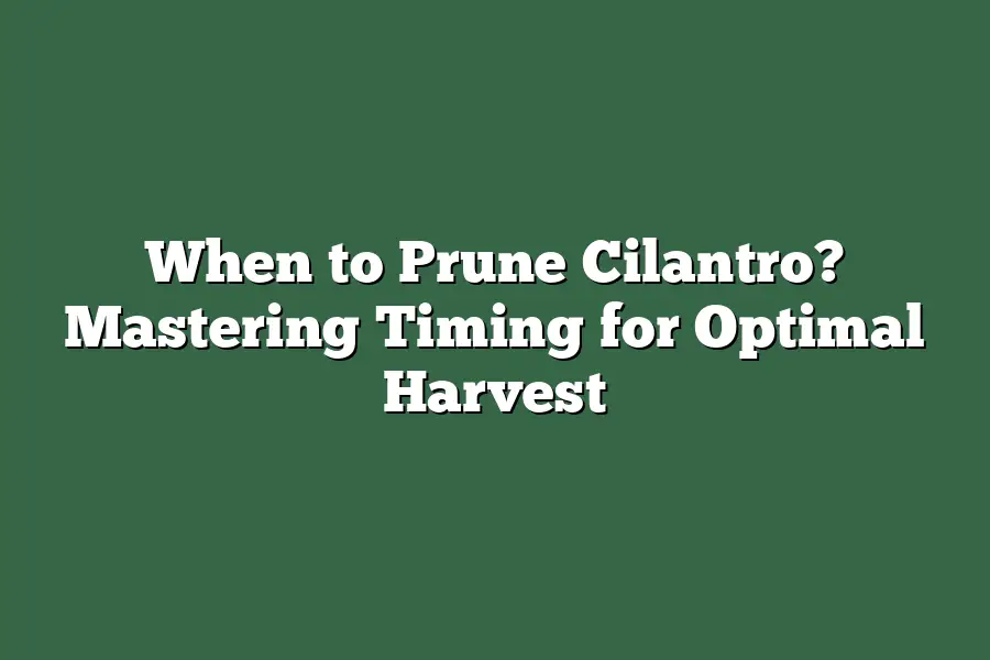 When to Prune Cilantro? Mastering Timing for Optimal Harvest